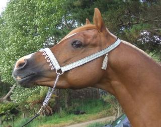 Arabian tasselled halters are now available