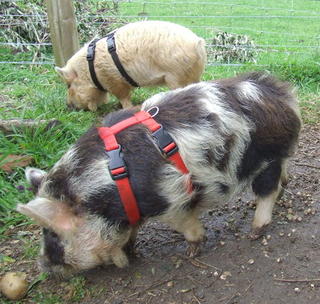 Pig Harness