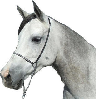 Show Halter - Braid trim nose - silver