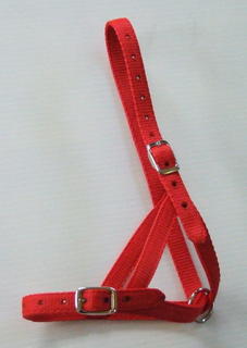 Halter - Yearling Tethering 