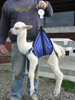 Weigh Sling Cria