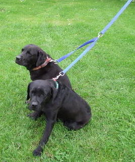 Lead - Twin extension  - small dog