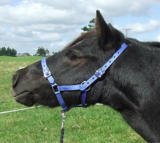 Paddock halters