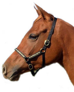 Activity Halters - Brass