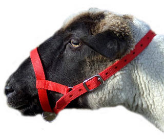 Sheep halter
