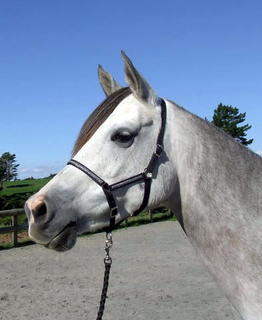 Activity Halters - Nickel
