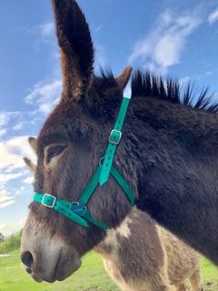 Donkey Paddock Halter
