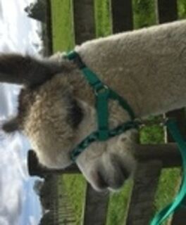 Halter - Hand Braided Noseband