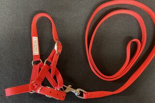 Alpaca Halter and Lead Set with STAINLESS STEEL Fittings - NEW