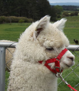 Halter - Deluxe Adjustable  5/8