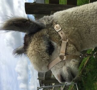 Halter - Deluxe Natural Show Halter & Lead set