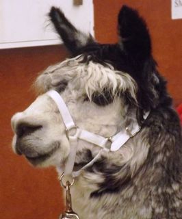 Halter - White Webbing Deluxe Show Halter and Lead Set