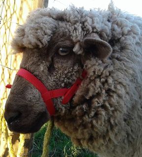 Sheep Halter